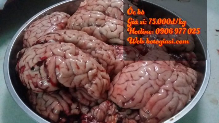 óc bò