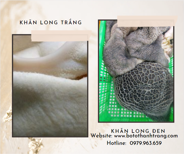 Khăn Lông Bò