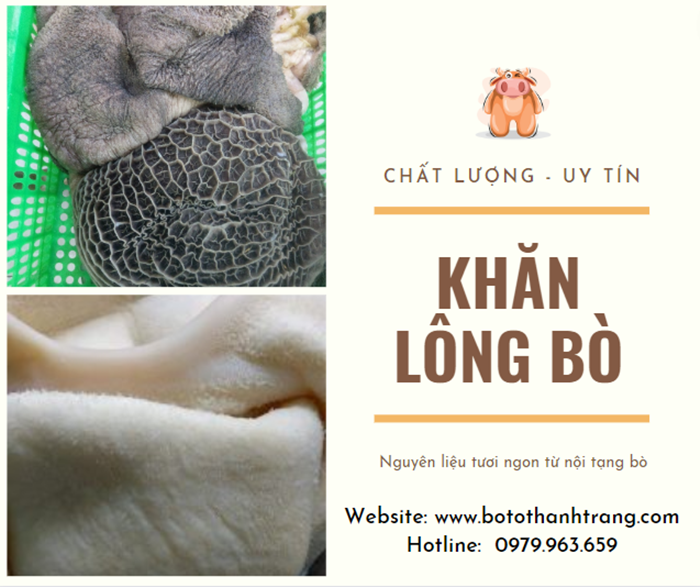 Khăn Lông Bò